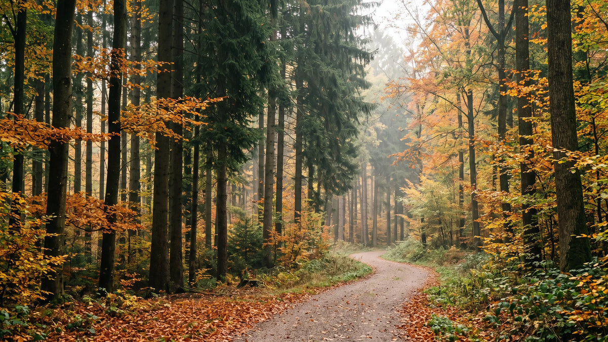Forest track through mixed woodland in autumn